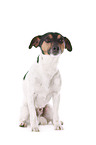 sitting Jack Russell Terrier