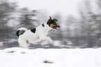 running Jack Russell Terrier