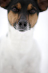 Jack Russell Terrier Portrait