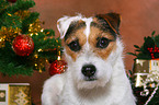 Jack Russell Terrier Portrait