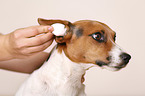 ear care