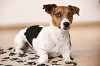 lying Jack Russell Terrier