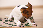 lying Jack Russell Terrier