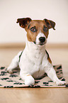 lying Jack Russell Terrier