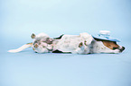 lying Jack Russell Terrier