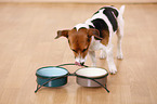 eating Jack Russell Terrier