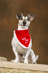 sitting Jack Russell Terrier