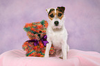 sitting Jack Russell Terrier