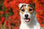 Jack Russell Terrier Portrait