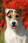 Jack Russell Terrier Portrait