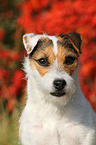Jack Russell Terrier Portrait