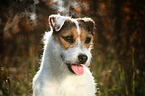 Jack Russell Terrier Portrait in backlight