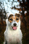 Jack Russell Terrier Portrait