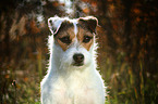 Jack Russell Terrier Portrait in backlight