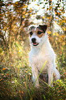 sitting Jack Russell Terrier