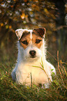lying Jack Russell Terrier