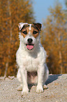 sitting Jack Russell Terrier