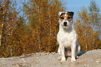 sitting Jack Russell Terrier