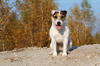 sitting Jack Russell Terrier