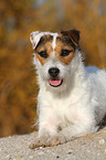 lying Jack Russell Terrier