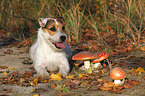 lying Jack Russell Terrier with mushrooms