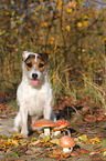 sitting Jack Russell Terrier with mushrooms