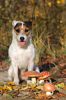 sitting Jack Russell Terrier with mushrooms