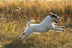 running Jack Russell Terrier