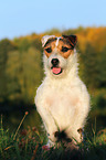 begging Jack Russell Terrier