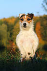 Jack Russell Terrier shows trick