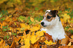 lying Jack Russell Terrier in autumn leaves