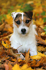 lying Jack Russell Terrier in autumn leaves
