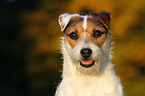 Jack Russell Terrier Portrait in sunset light