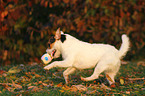 playing Jack Russell Terrier in sunset light