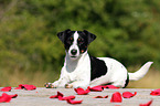 lying Jack Russell Terrier