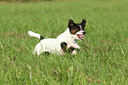 running Jack Russell Terrier