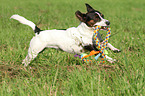 playing Jack Russell Terrier