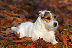 lying Jack Russell Terrier