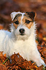 lying Jack Russell Terrier