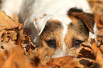 Jack Russell Terrier Portrait