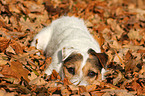 lying Jack Russell Terrier