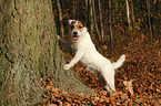 standing Jack Russell Terrier