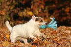 playing Jack Russell Terrier