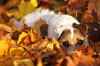 lying Jack Russell Terrier