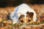 lying Jack Russell Terrier
