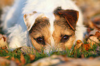 lying Jack Russell Terrier