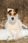 lying Jack Russell Terrier in the snow
