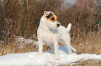 standing Jack Russell Terrier in the snow