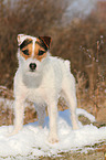 standing Jack Russell Terrier in the snow