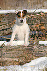 Jack Russell Terrier Portrait in the snow